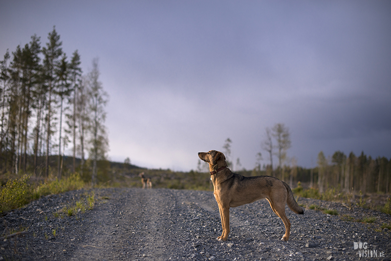 Hondenfotografie, hondenfotograaf, Fenne Kustermans, www.dogvision.eu, fotografie Zweden, Dalarna, honden blog