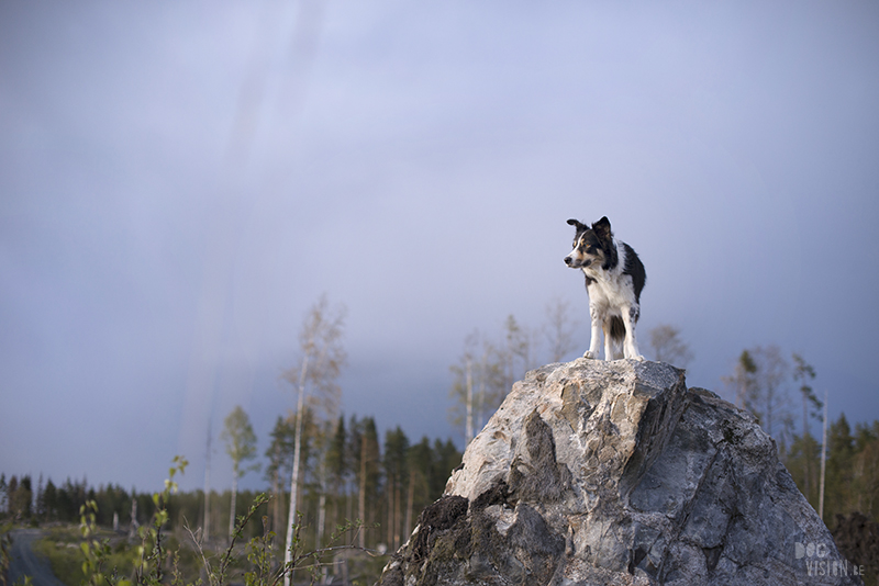 Hondenfotografie, hondenfotograaf, Fenne Kustermans, www.dogvision.eu, fotografie Zweden, Dalarna, honden blog