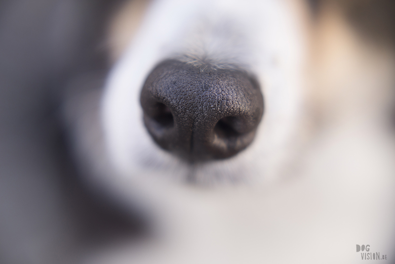 Dog photography DOGvision, dog nose, macro photography, www.DOGvision.eu