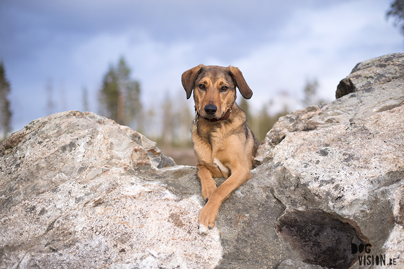 Hondenfotografie, hondenfotograaf, Fenne Kustermans, www.dogvision.eu, fotografie Zweden, Dalarna, honden blog