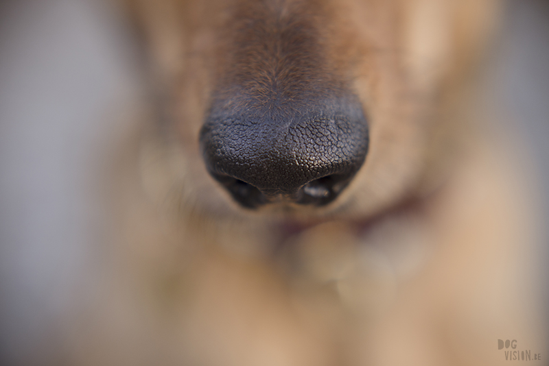 Dog photography DOGvision, dog nose, macro photography, www.DOGvision.eu