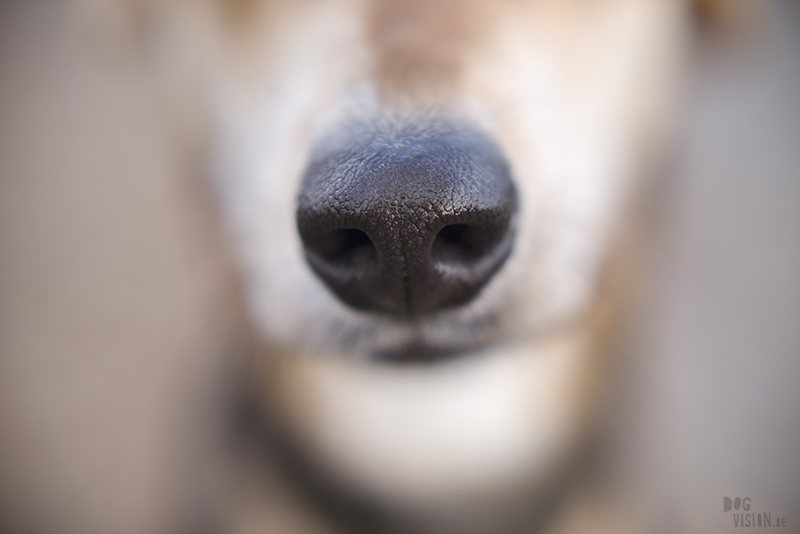 Dog nose close-up, www.DOGvision.eu