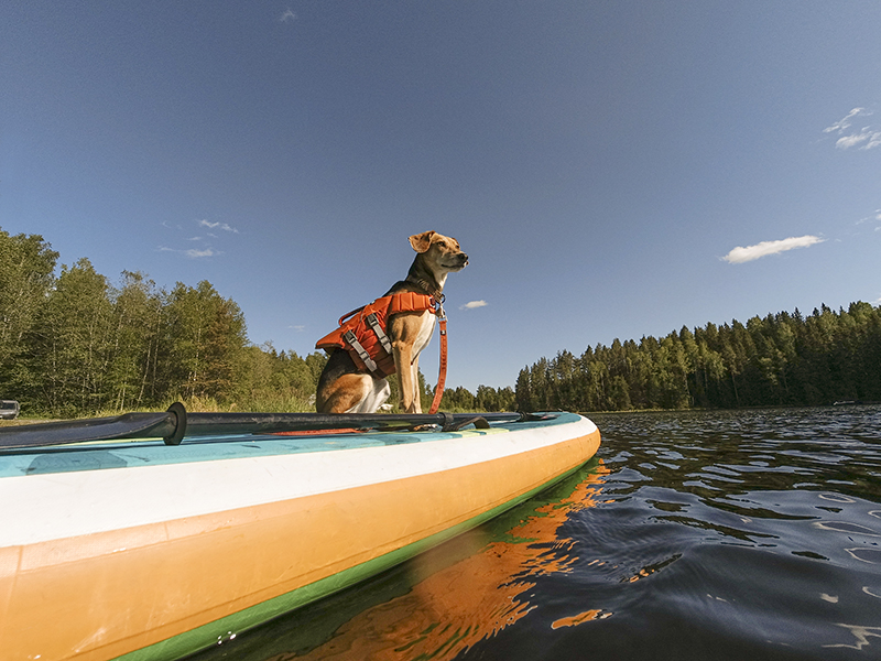 Hurtta adventurer 2023, life vests for dogs, dogs on adventures, lake swimming with dogs, www.DOGvision.eu