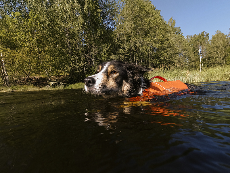 Hurtta adventurer 2023, life vests for dogs, dogs on adventures, lake swimming with dogs, www.DOGvision.eu