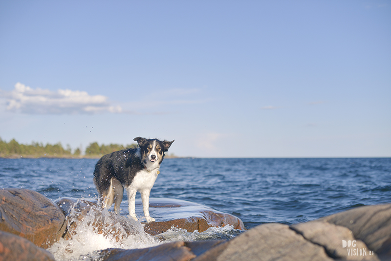 European dog photographer, dog photography Sweden, creative commercial dog photography, blog on www.dogvision.eu