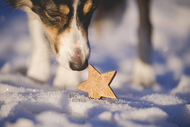 Happy Holidays | Christmas dog | dog photography | www.DOGvision.eu