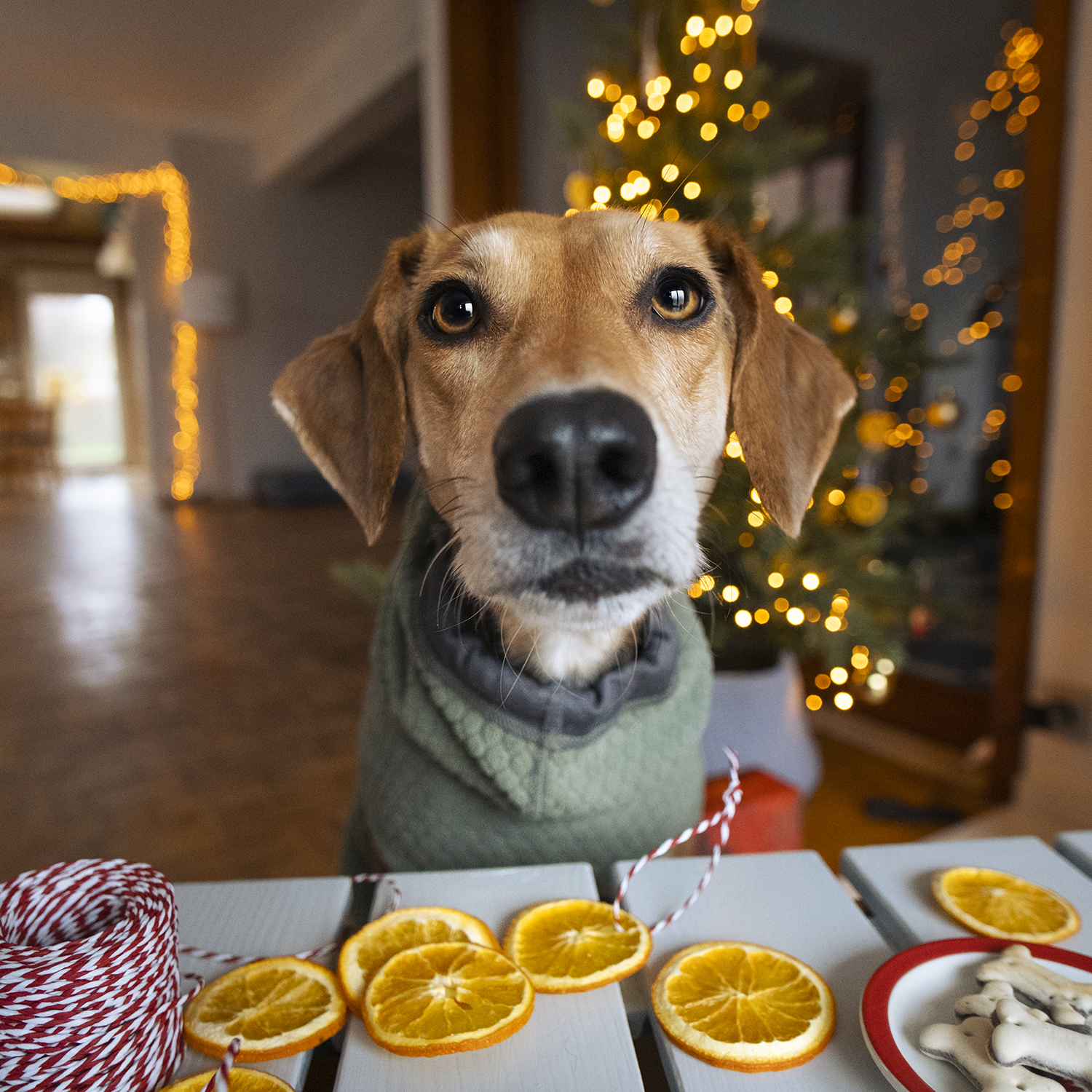 Dog Christmas aesthetic, dog photography, www.DOGvision.eu