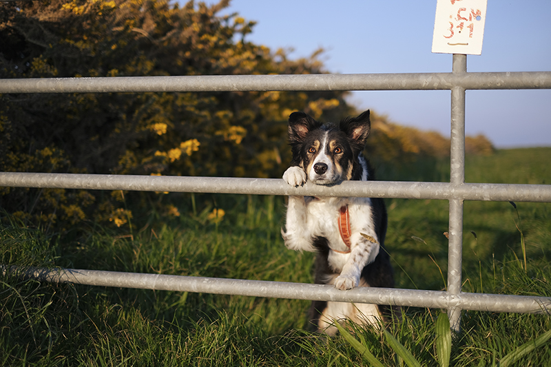 Geocaching with dogs, traveling with dogs in Europe, www.DOGvision.eu