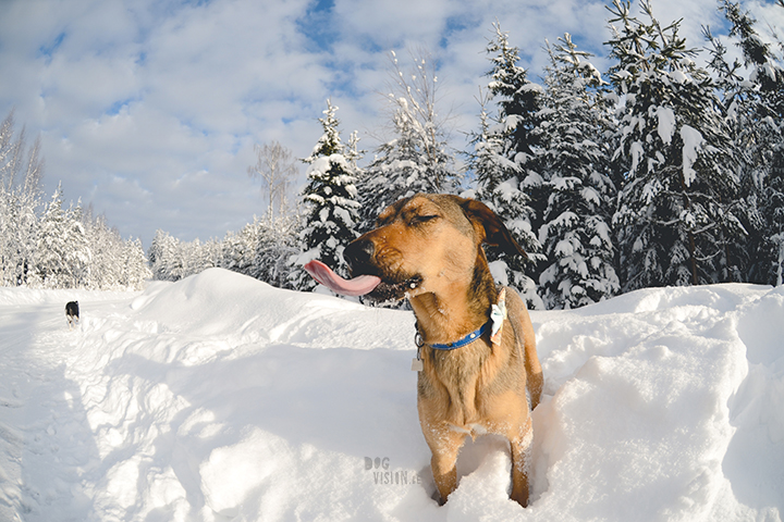 #TongueOutTuesday (07) | dog photography, life in Sweden, dog blog | www.DOGvision.eu