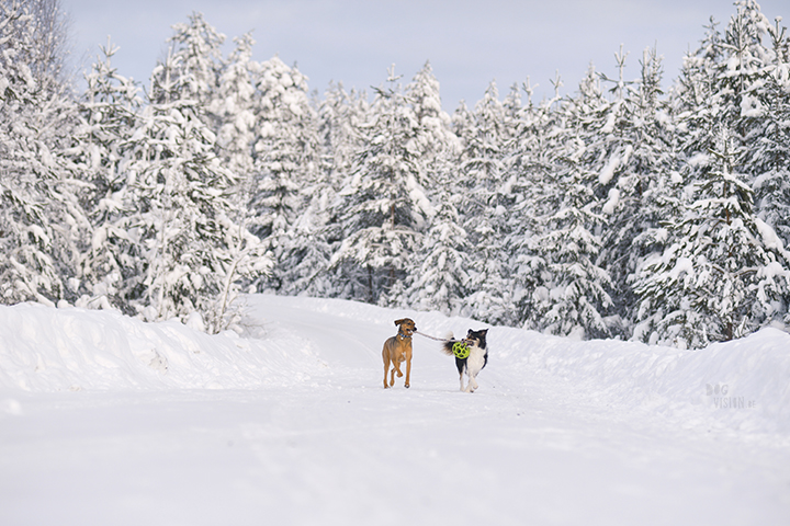 #TongueOutTuesday (06) | Blog over avontuurlijke honden en Zweden | www.DOGvision.be