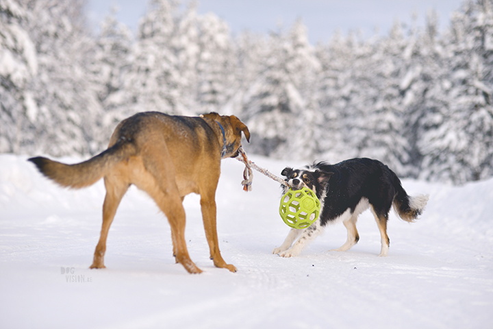 #TongueOutTuesday (06) | Blog over avontuurlijke honden en Zweden | www.DOGvision.be