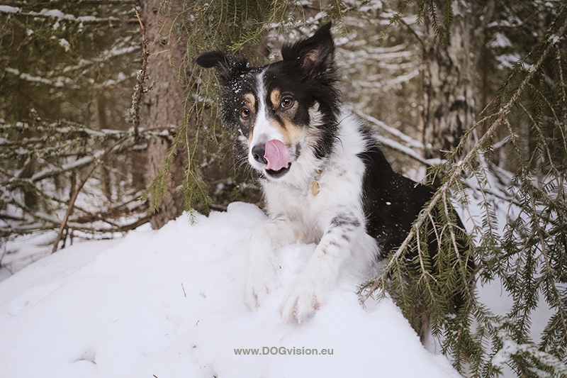 #TongueOutTuesday (06), DOGvision dog photography, Border Collie Mogwai in the snow. www.DOGvision.eu