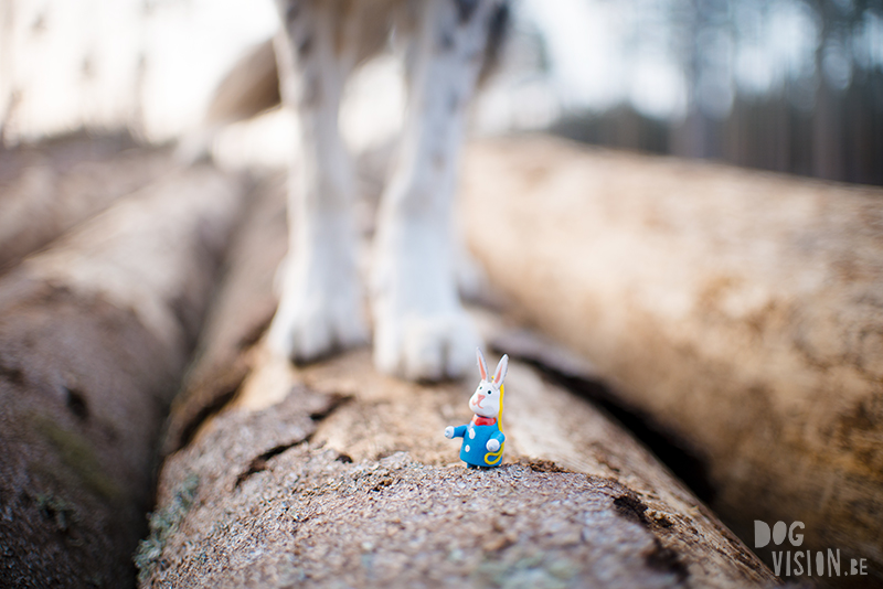 Dog and Easter bunny, happy Easter Border Collie Sweden, www.DOGvision.eu