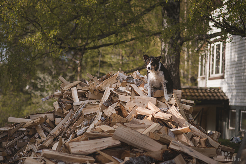 Hondenfotografie, hondenfotograaf, Fenne Kustermans, www.dogvision.eu, fotografie Zweden, Dalarna, honden blog