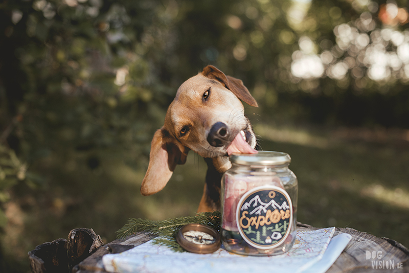 #TongueOutTuesday (29), DOGvision dog blog, adventure dog lifestyle photographer, European dog photographer, Fenne Kusterman, www.DOGvision.eu