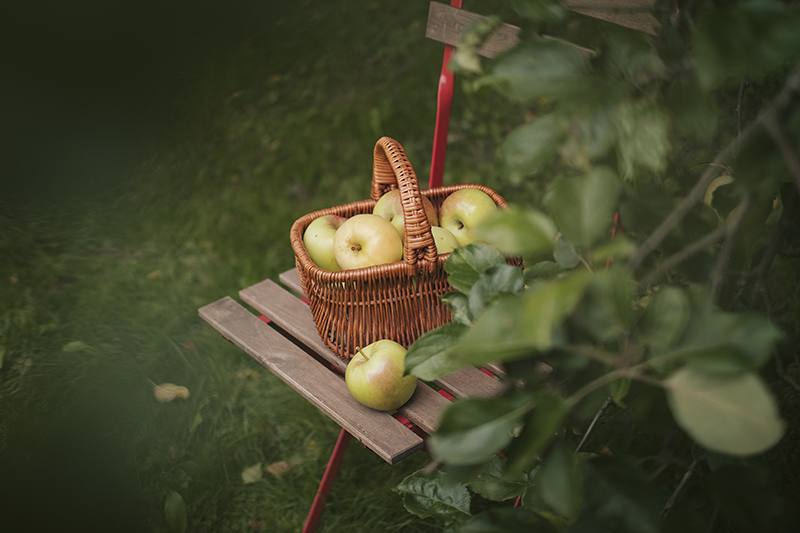 Apples and apple sauce from our garden, cabincore, cottagecore aesthetic, www.DOGvision.eu