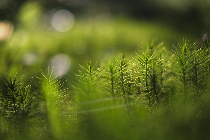 Lush forest Sweden, Dalarna, www.Fenne.be