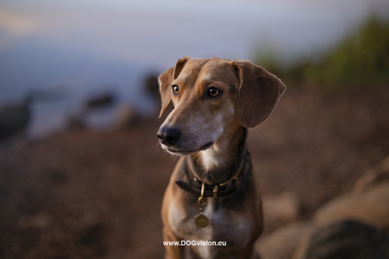 #TongueOutTuesday (41), Fenne Kustermans, dog photography and blog at www.DOGvision.eu. Dalarna Sweden, creative dog photography, rescue dogs, hiking with dogs in Sweden.