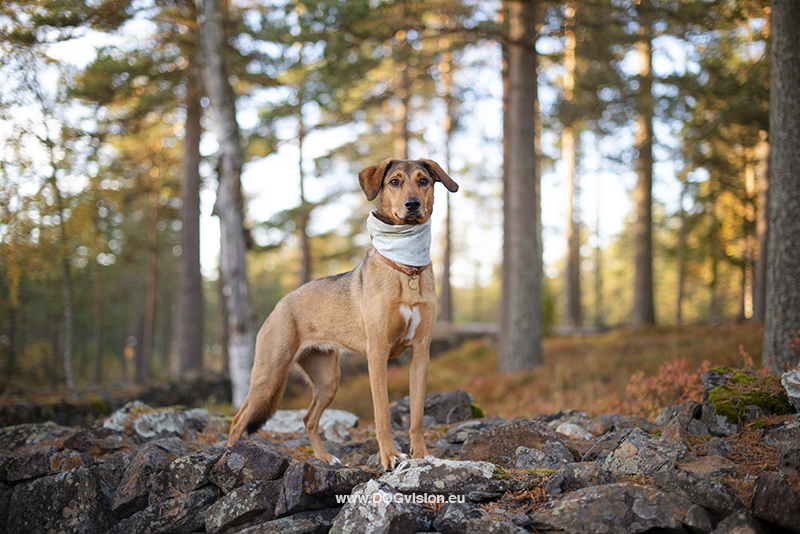 #TongueOutTuesday (42), Fenne Kustermans dog photography Sweden Dalarna. Hiking with dogs in Sweden. www.DOGvision.eu