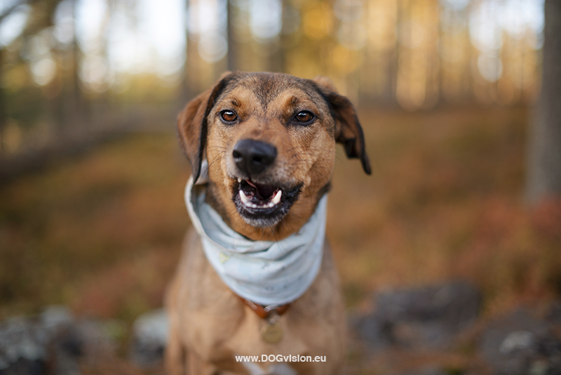 #TongueOutTuesday (42), Fenne Kustermans dog photography Sweden Dalarna. Hiking with dogs in Sweden. www.DOGvision.eu