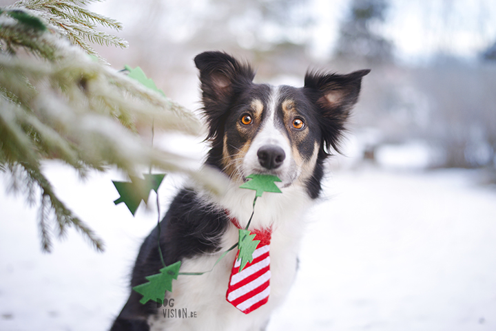 Happy Holidays | Christmas dog | dog photography | www.DOGvision.eu