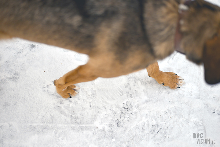 #TongueOutTuesday (02)| hondenfotografie Zweden | www.DOGvision.be