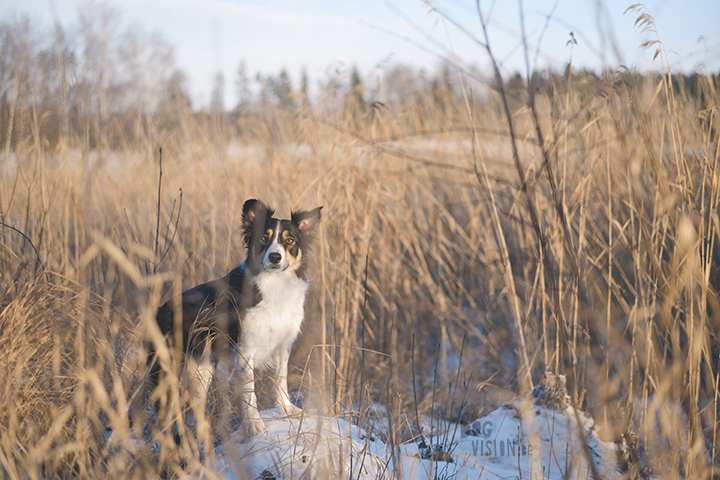 #TongueOutTuesday (02)| hondenfotografie Zweden | www.DOGvision.be