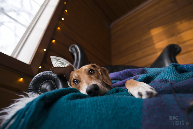 dog in chesterfield chair, indoor dog photography, www.dogvision.eu