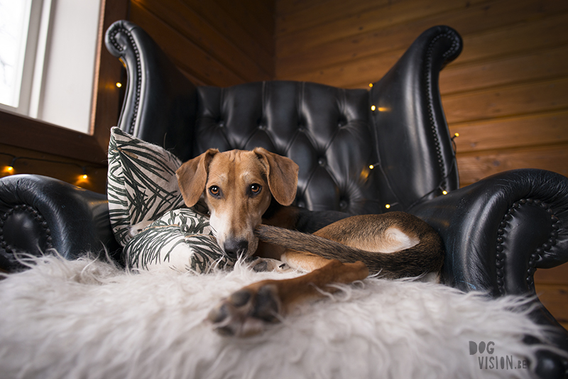 dog in chesterfield chair, indoor dog photography, www.dogvision.eu