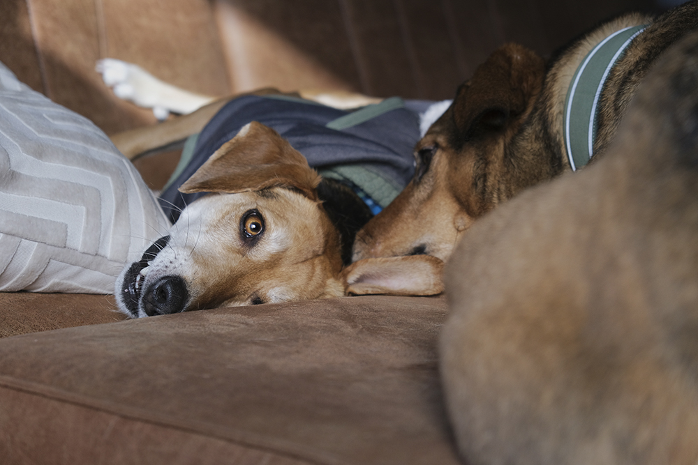 #TongueOutTuesday (12), doog photography, dogs at home, fujifilm dog photography, www.DOGvision.eu