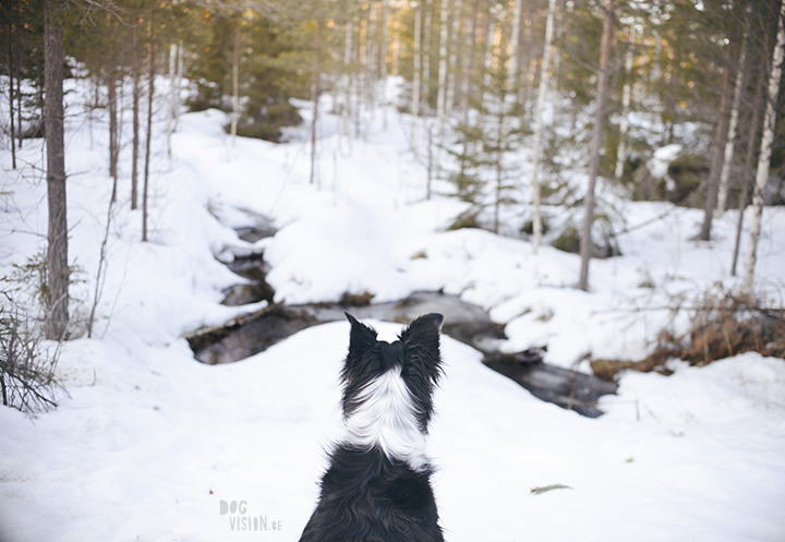 #TongueOutTuesday (15), dog photographer in Sweden, Dalarna, dogphotography, blog on www.DOGvision.eu