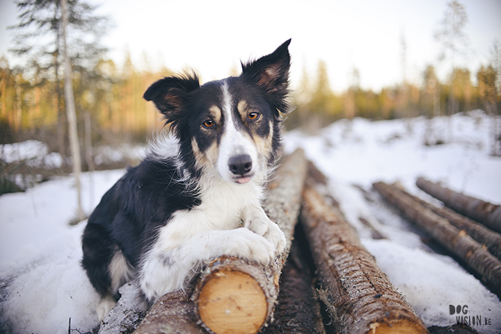 #TongueOutTuesday (15), dog photographer in Sweden, Dalarna, dogphotography, blog on www.DOGvision.eu