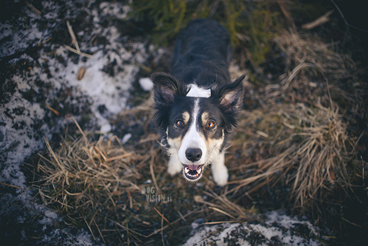 #TongueOutTuesday (15), dog photographer in Sweden, Dalarna, dogphotography, blog on www.DOGvision.eu