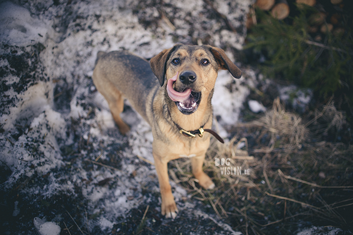 #TongueOutTuesday (15), dog photographer in Sweden, Dalarna, dogphotography, blog on www.DOGvision.eu