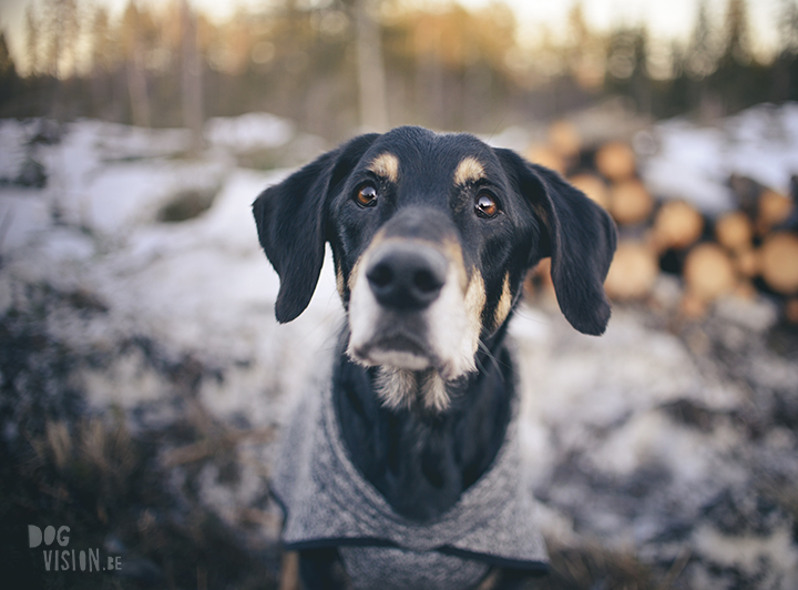 #TongueOutTuesday (15), dog photographer in Sweden, Dalarna, dogphotography, blog on www.DOGvision.eu