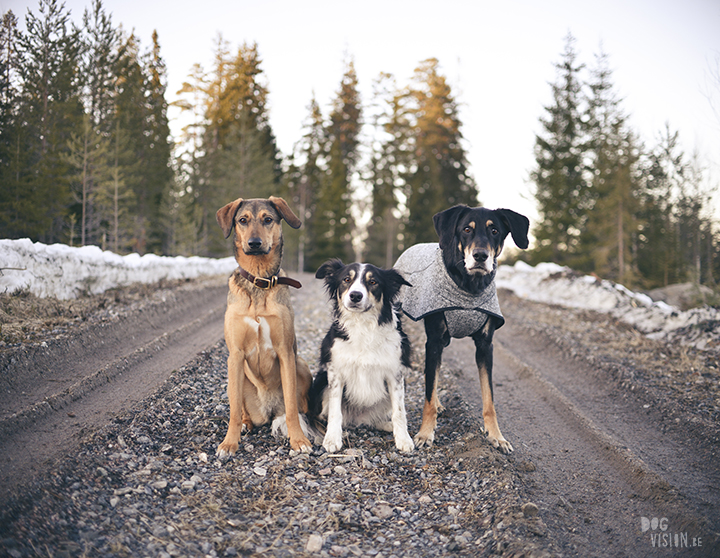 #TongueOutTuesday (15), dog photographer in Sweden, Dalarna, dogphotography, blog on www.DOGvision.eu