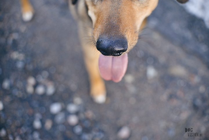 #TongueOutTuesday (15), dog photographer in Sweden, Dalarna, dogphotography, blog on www.DOGvision.eu