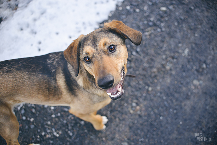 #TongueOutTuesday (15), dog photographer in Sweden, Dalarna, dogphotography, blog on www.DOGvision.eu