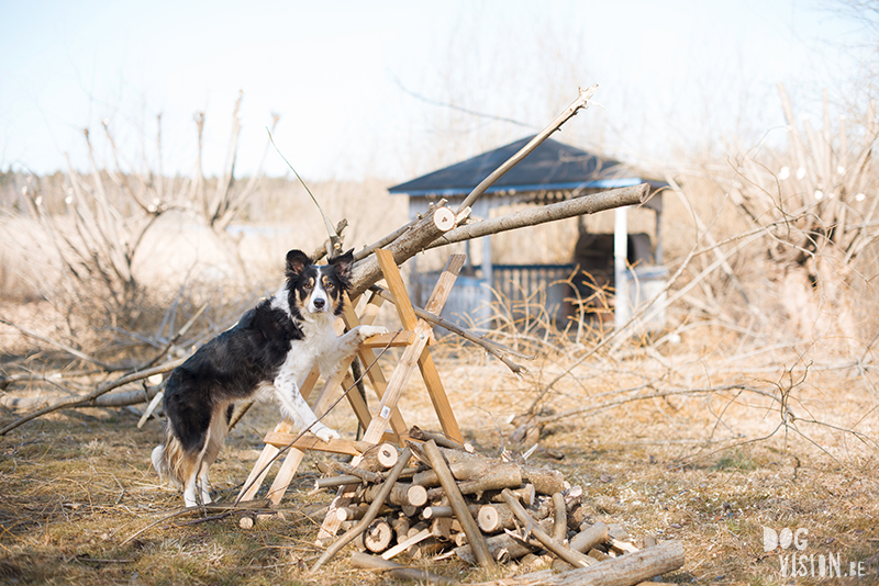 Dog and Easter bunny, happy Easter Border Collie Sweden, www.DOGvision.eu