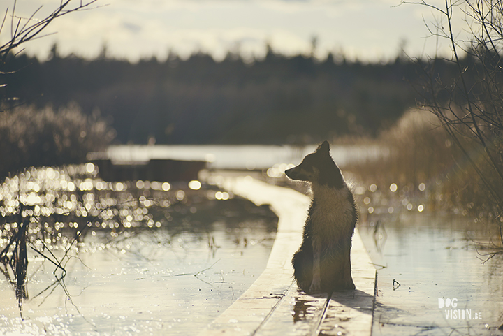 #TongueOutTuesday (18), creative dog photography, dog photography Sweden, blog on www.DOGvision.eu