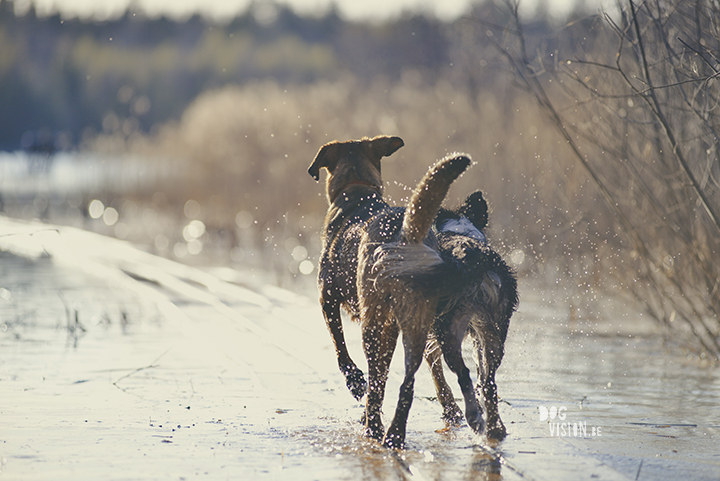 #TongueOutTuesday (18), creative dog photography, dog photography Sweden, blog on www.DOGvision.eu