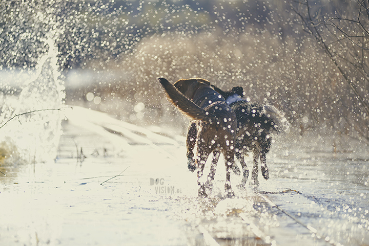 #TongueOutTuesday (18), creative dog photography, dog photography Sweden, blog on www.DOGvision.eu