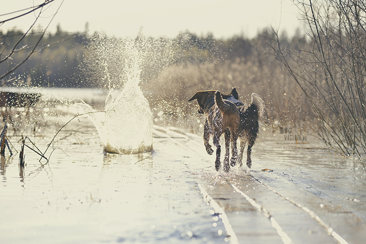 #TongueOutTuesday (18), creative dog photography, dog photography Sweden, blog on www.DOGvision.eu