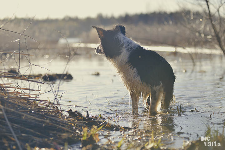 #TongueOutTuesday (18), creative dog photography, dog photography Sweden, blog on www.DOGvision.eu