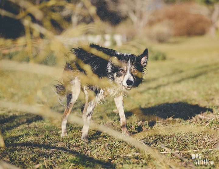 #TongueOutTuesday (18), creative dog photography, dog photography Sweden, blog on www.DOGvision.eu