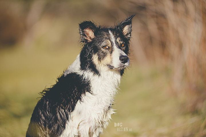 #TongueOutTuesday (18), creative dog photography, dog photography Sweden, blog on www.DOGvision.eu