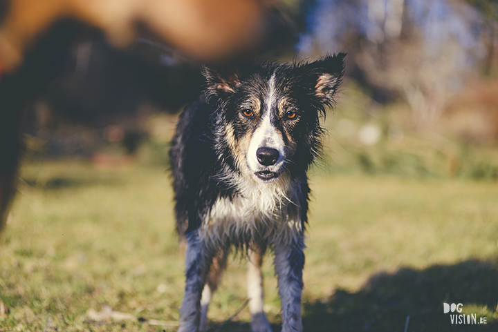 #TongueOutTuesday (18), creative dog photography, dog photography Sweden, blog on www.DOGvision.eu