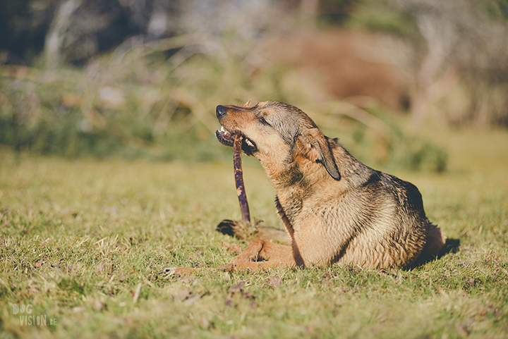 #TongueOutTuesday (18), creative dog photography, dog photography Sweden, blog on www.DOGvision.eu