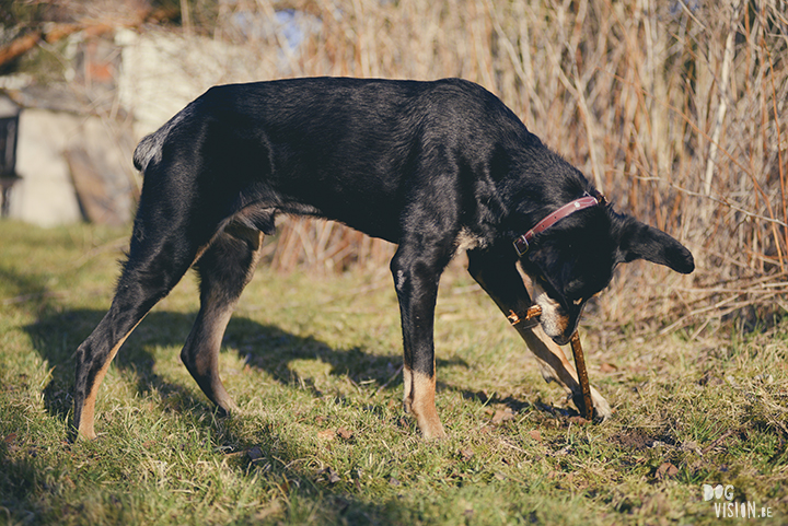 #TongueOutTuesday (18), creative dog photography, dog photography Sweden, blog on www.DOGvision.eu