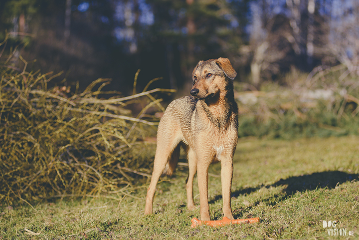 #TongueOutTuesday (18), creative dog photography, dog photography Sweden, blog on www.DOGvision.eu